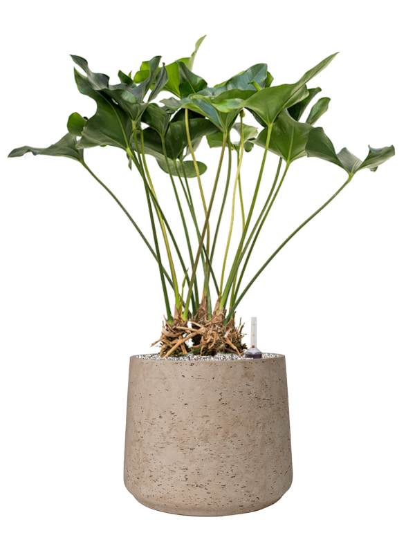 Anthurium 'Arrow' in Rough Office Plant With Pot 83cm Height 32cm Dia