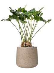 Anthurium 'Arrow' in Rough Office Plant With Pot 83cm Height 32cm Dia