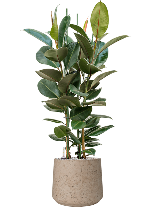 Ficus elastica 'Robusta' in Rough Office Plant With Pot 118cm Height 32cm Dia
