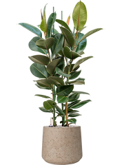 Ficus elastica 'Robusta' in Rough Office Plant With Pot 118cm Height 32cm Dia
