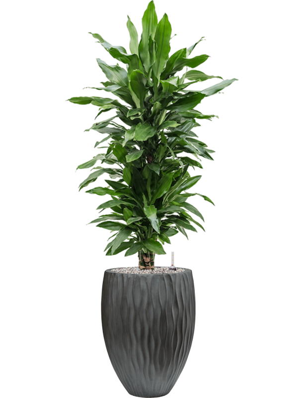 Dracaena fragrans 'Janet Lind' in Wave Office Plant With Pot 136cm Height 33cm Dia