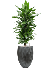Dracaena fragrans 'Janet Lind' in Wave Office Plant With Pot 136cm Height 33cm Dia