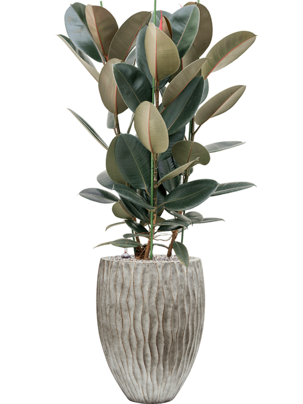 Ficus elastica 'Abidjan' in Wave Office Plant With Pot 123cm Height 33cm Dia