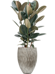 Ficus elastica 'Abidjan' in Wave Office Plant With Pot 123cm Height 33cm Dia