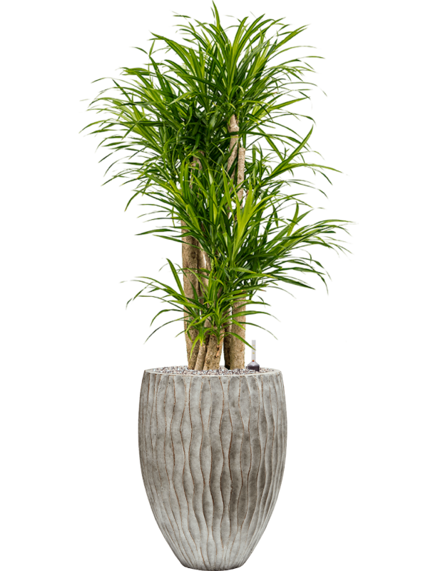 Pleomele (Dracaena) 'Anita Variegata' in Wave Office Plant With Pot 125cm Height 33cm Dia