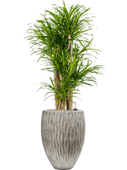 Pleomele (Dracaena) 'Anita Variegata' in Wave Office Plant With Pot 125cm Height 33cm Dia