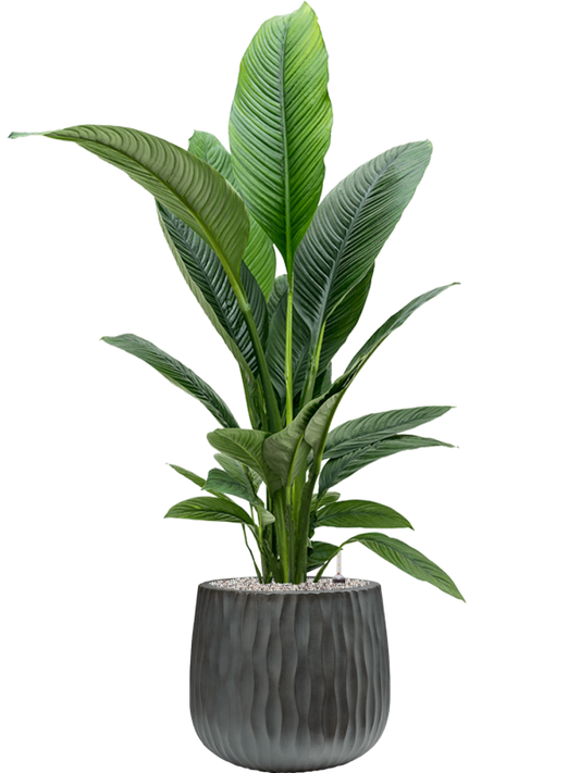 Spathiphyllum 'Sensation' in Wave Office Plant With Pot 138cm Height 31cm Dia