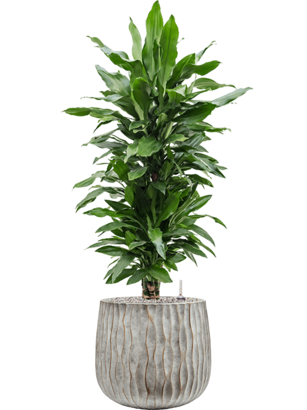 Dracaena fragrans 'Janet Lind' in Wave Office Plant With Pot 126cm Height 31cm Dia