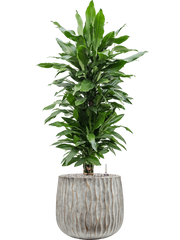 Dracaena fragrans 'Janet Lind' in Wave Office Plant With Pot 126cm Height 31cm Dia