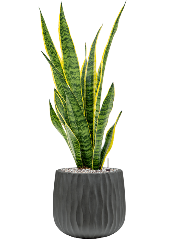 Sansevieria trifasciata 'Laurentii' in Wave Office Plant With Pot 87cm Height 22cm Dia