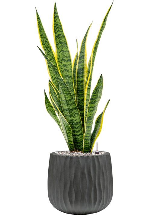 Sansevieria trifasciata 'Laurentii' in Wave Office Plant With Pot 87cm Height 22cm Dia