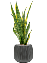 Sansevieria trifasciata 'Laurentii' in Wave Office Plant With Pot 87cm Height 22cm Dia