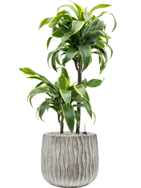 Dracaena fragrans 'Dorado' in Wave Office Plant With Pot 86cm Height 22cm Dia