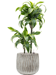 Dracaena fragrans 'Dorado' in Wave Office Plant With Pot 86cm Height 22cm Dia