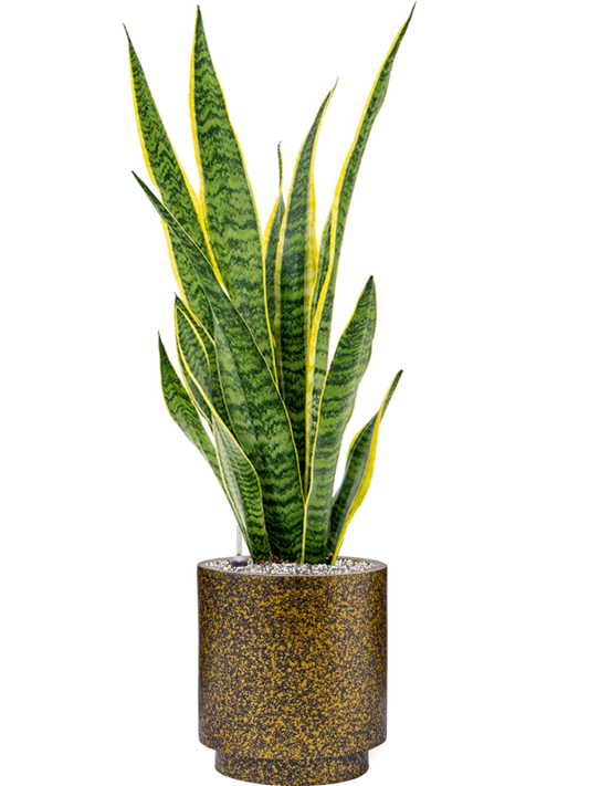 Sansevieria trifasciata 'Laurentii' in Capi Lux Terrazzo Office Plant With Pot 86cm Height 21cm Dia