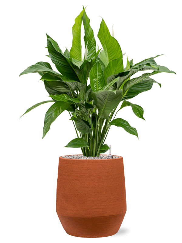 Spathiphyllum 'Sweet Lauretta' in Humus Office Plant With Pot 100cm Height 29cm Dia