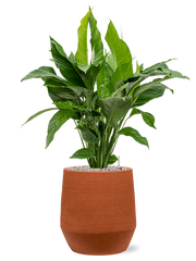 Spathiphyllum 'Sweet Lauretta' in Humus Office Plant With Pot 100cm Height 29cm Dia