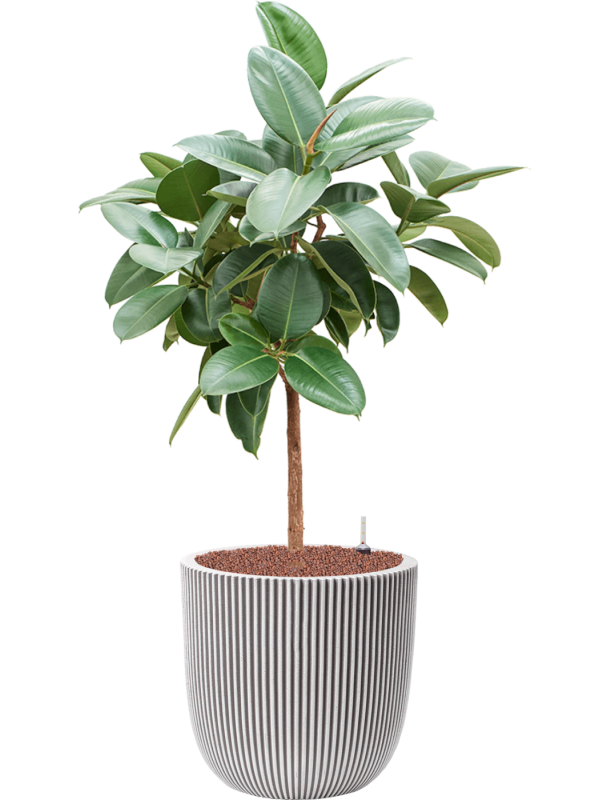 Ficus elastica 'Robusta' in Capi Nature Groove NL Office Plant With Pot 128cm Height 37.5cm Dia