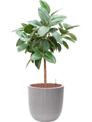 Ficus elastica 'Robusta' in Capi Nature Groove NL Office Plant With Pot 128cm Height 37.5cm Dia
