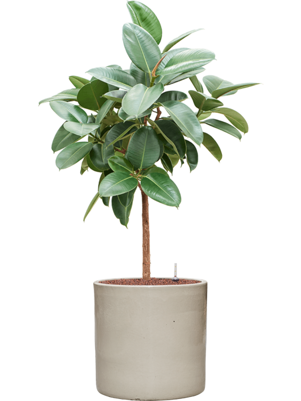 Ficus elastica 'Robusta' in Cylinder Office Plant With Pot 129cm Height 35cm Dia