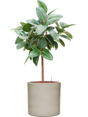 Ficus elastica 'Robusta' in Cylinder Office Plant With Pot 129cm Height 35cm Dia