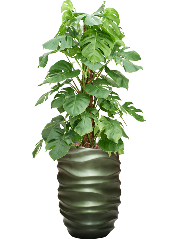 Monstera deliciosa in Baq Gradient Lee Office Plant With Pot 146cm Height 27cm Dia