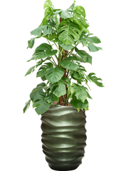 Monstera deliciosa in Baq Gradient Lee Office Plant With Pot 146cm Height 27cm Dia