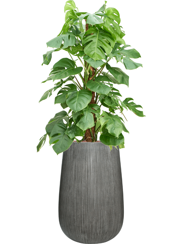 Monstera deliciosa in Ridged Vertically Office Plant With Pot 156cm Height 30cm Dia