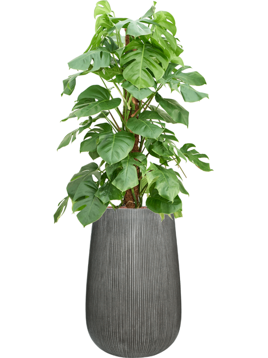 Monstera deliciosa in Ridged Vertically Office Plant With Pot 156cm Height 30cm Dia