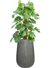 Monstera deliciosa in Ridged Vertically Office Plant With Pot 156cm Height 30cm Dia