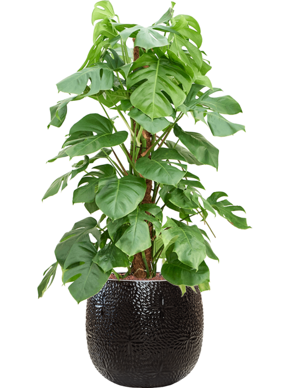 Monstera deliciosa in Marly Office Plant With Pot 126cm Height 31cm Dia
