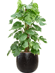 Monstera deliciosa in Marly Office Plant With Pot 126cm Height 31cm Dia