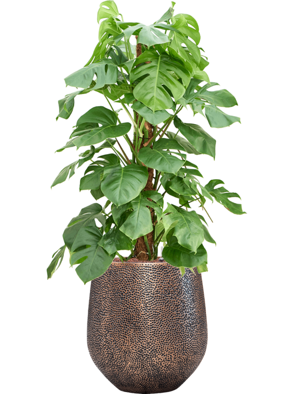 Monstera deliciosa in Baq Opus Hit Office Plant With Pot 137cm Height 30cm Dia