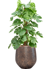 Monstera deliciosa in Baq Opus Hit Office Plant With Pot 137cm Height 30cm Dia