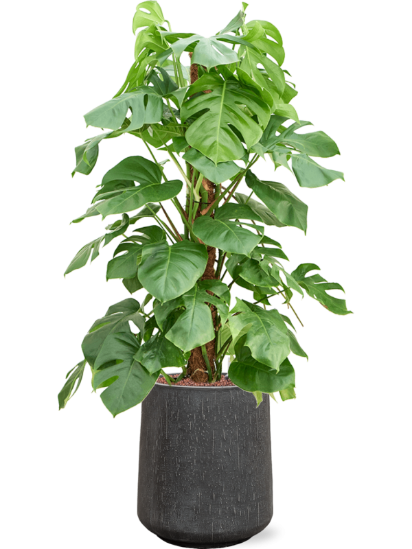 Monstera deliciosa in Baq Raindrop Office Plant With Pot 130cm Height 28cm Dia