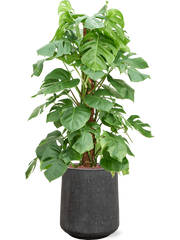 Monstera deliciosa in Baq Raindrop Office Plant With Pot 130cm Height 28cm Dia