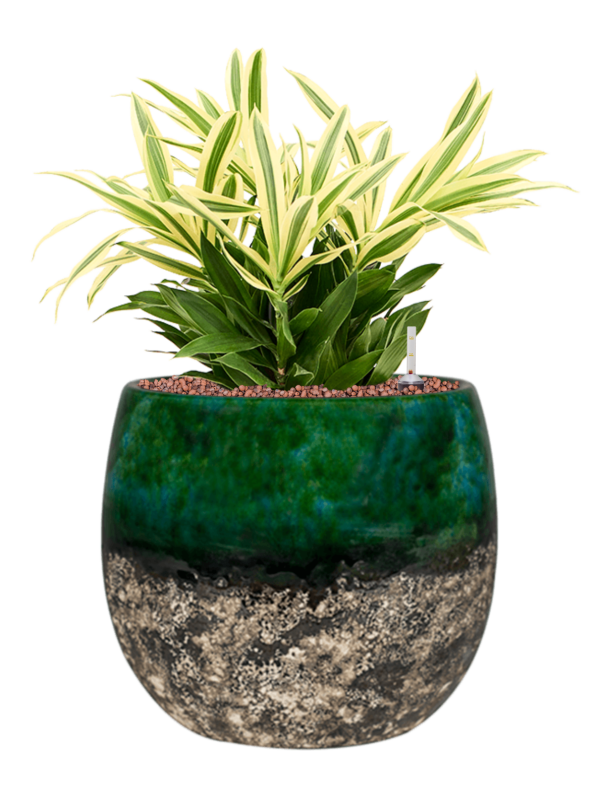 Pleomele (Dracaena) reflexa 'Song of Sri Lanka' in Lindy Office Plant With Pot 46cm Height 23cm Dia