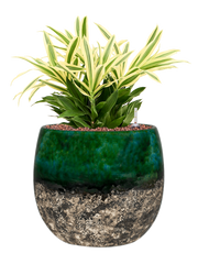 Pleomele (Dracaena) reflexa 'Song of Sri Lanka' in Lindy Office Plant With Pot 46cm Height 23cm Dia