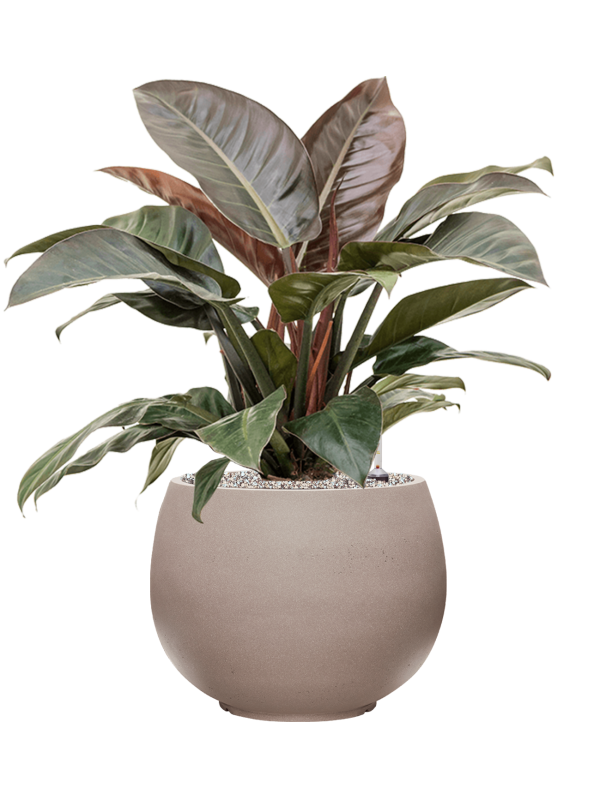Philodendron `Imperial Red' in Rotunda Urban Office Plant With Pot 78cm Height 30.5cm Dia