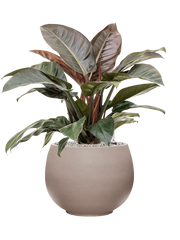 Philodendron `Imperial Red' in Rotunda Urban Office Plant With Pot 78cm Height 30.5cm Dia