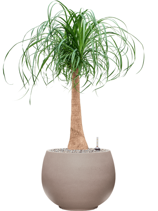 Beaucarnea recurvata in Rotunda Urban Office Plant With Pot 102cm Height 30.5cm Dia