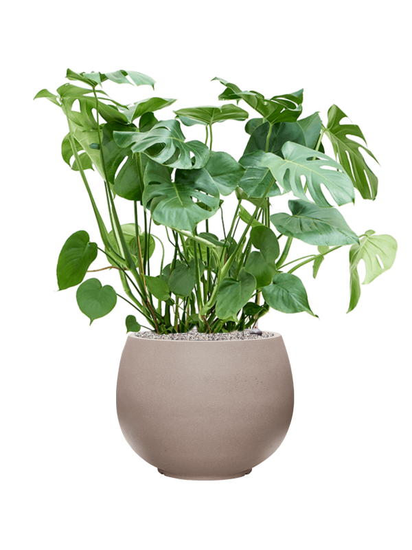 Monstera deliciosa in Rotunda Urban Office Plant With Pot 104cm Height 39.5cm Dia