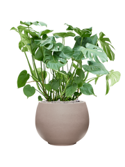 Monstera deliciosa in Rotunda Urban Office Plant With Pot 104cm Height 39.5cm Dia