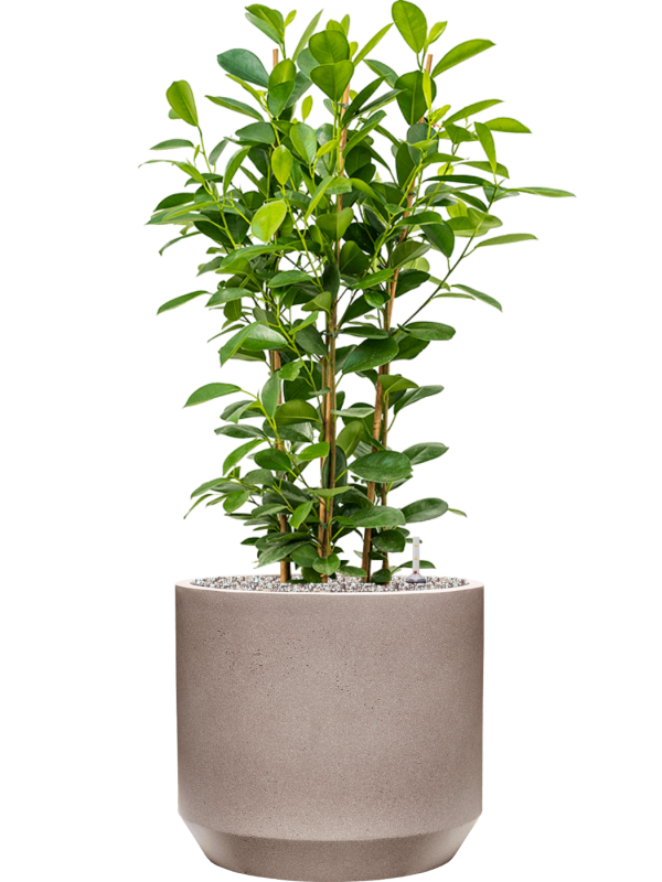 Ficus microcarpa 'Moclame' in Rotunda Urban Office Plant With Pot 99cm Height 30cm Dia