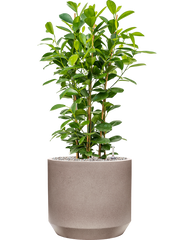 Ficus microcarpa 'Moclame' in Rotunda Urban Office Plant With Pot 99cm Height 30cm Dia