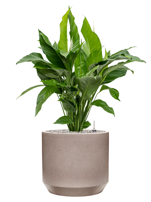 Spathiphyllum 'Sweet Lauretta' in Rotunda Urban Office Plant With Pot 99cm Height 30cm Dia