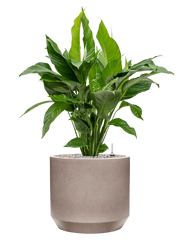 Spathiphyllum 'Sweet Lauretta' in Rotunda Urban Office Plant With Pot 99cm Height 30cm Dia