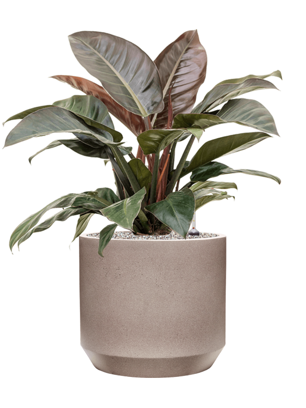 Philodendron `Imperial Red' in Rotunda Urban Office Plant With Pot 83cm Height 30cm Dia