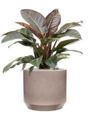 Philodendron `Imperial Red' in Rotunda Urban Office Plant With Pot 83cm Height 30cm Dia