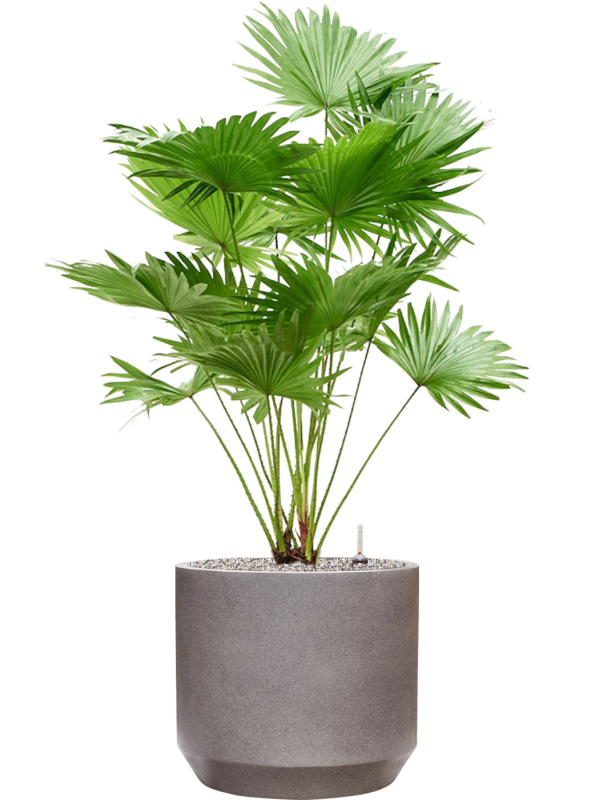 Livistonia rotundifolia (2pp) in Rotunda Urban Office Plant With Pot 115cm Height 30cm Dia